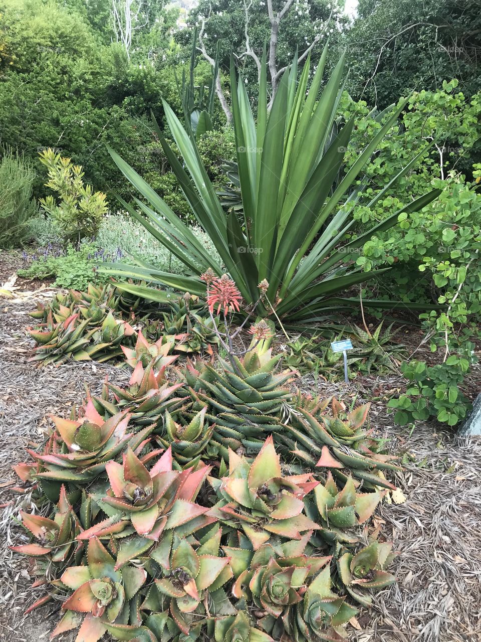 Beautiful California plants at the San Diego arboretum botanical garden nature photograph  