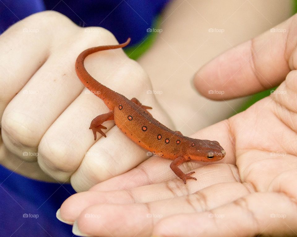 Salamander going from one child’s hand to another’s