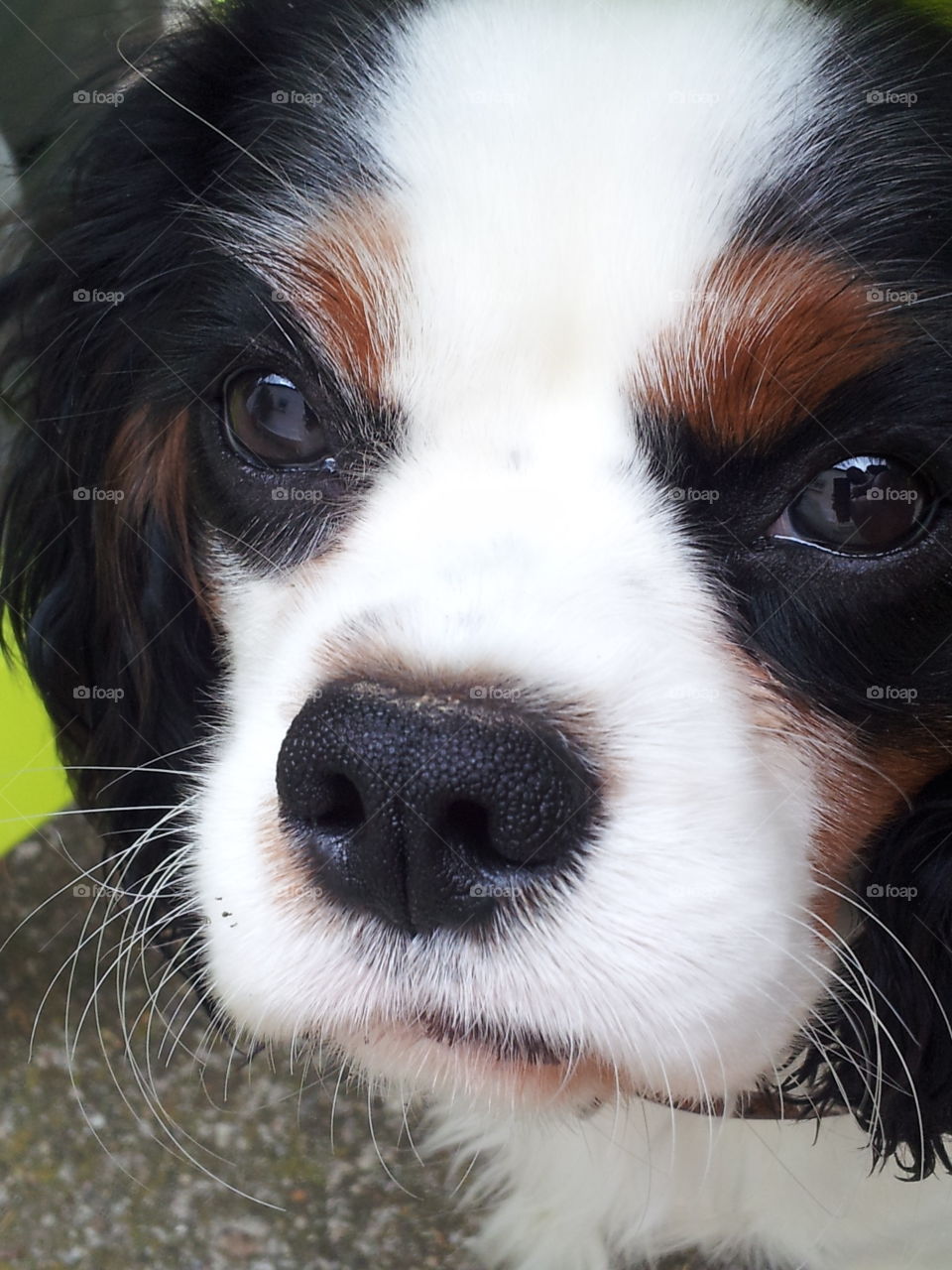 Dog Cavalier king charles Ixes