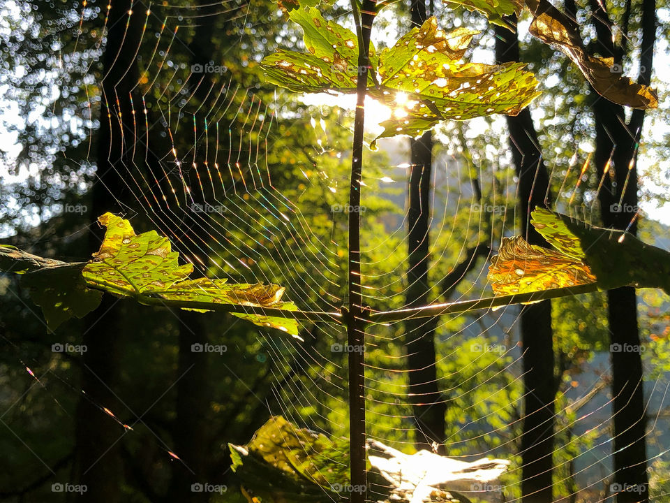 Small tree with a Spider web in the morning light 