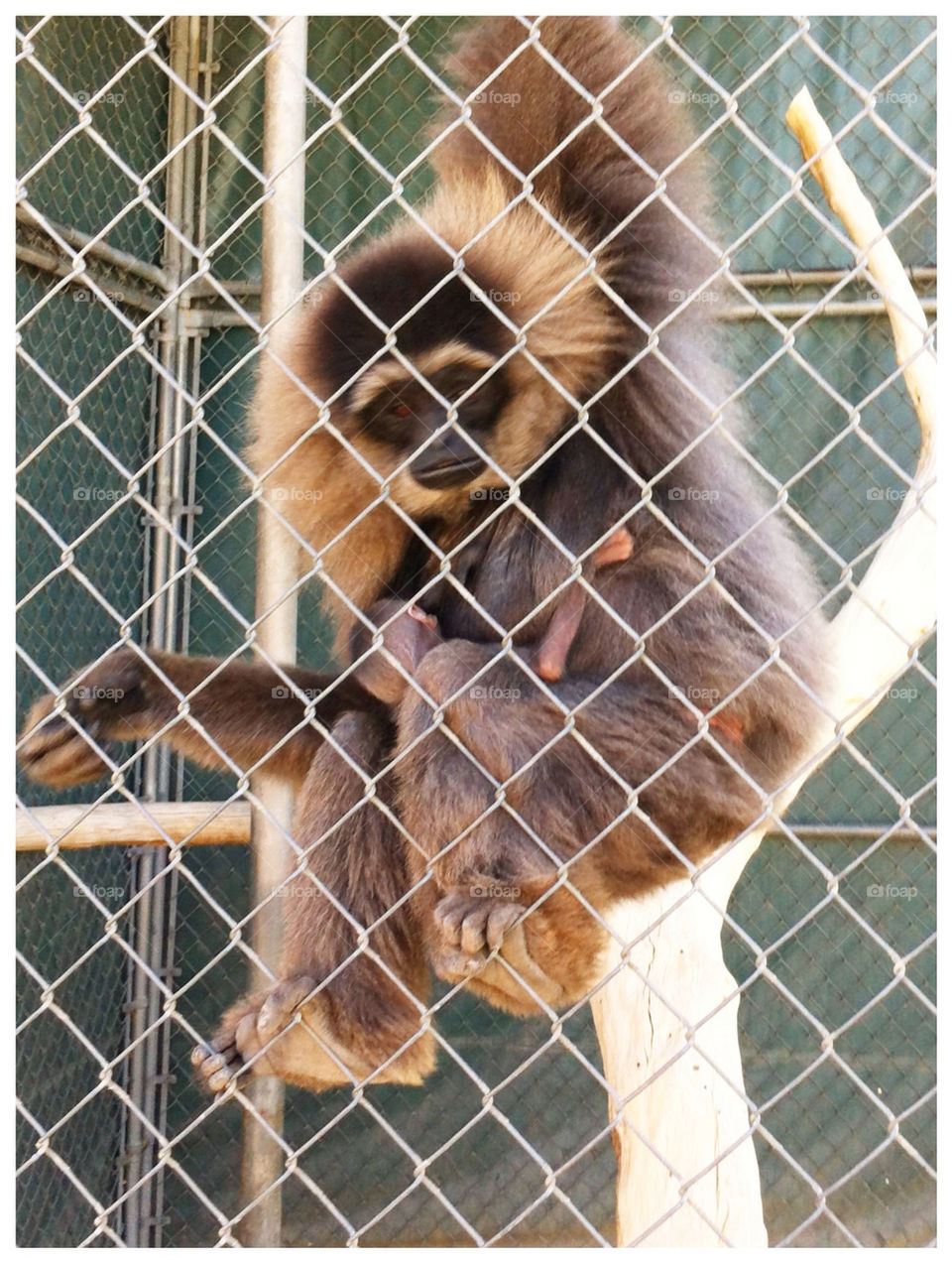 Gibbon and Baby
