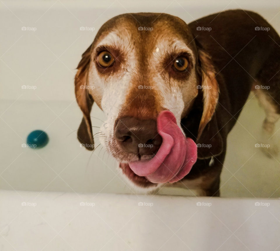 Close-up of dog licking nose