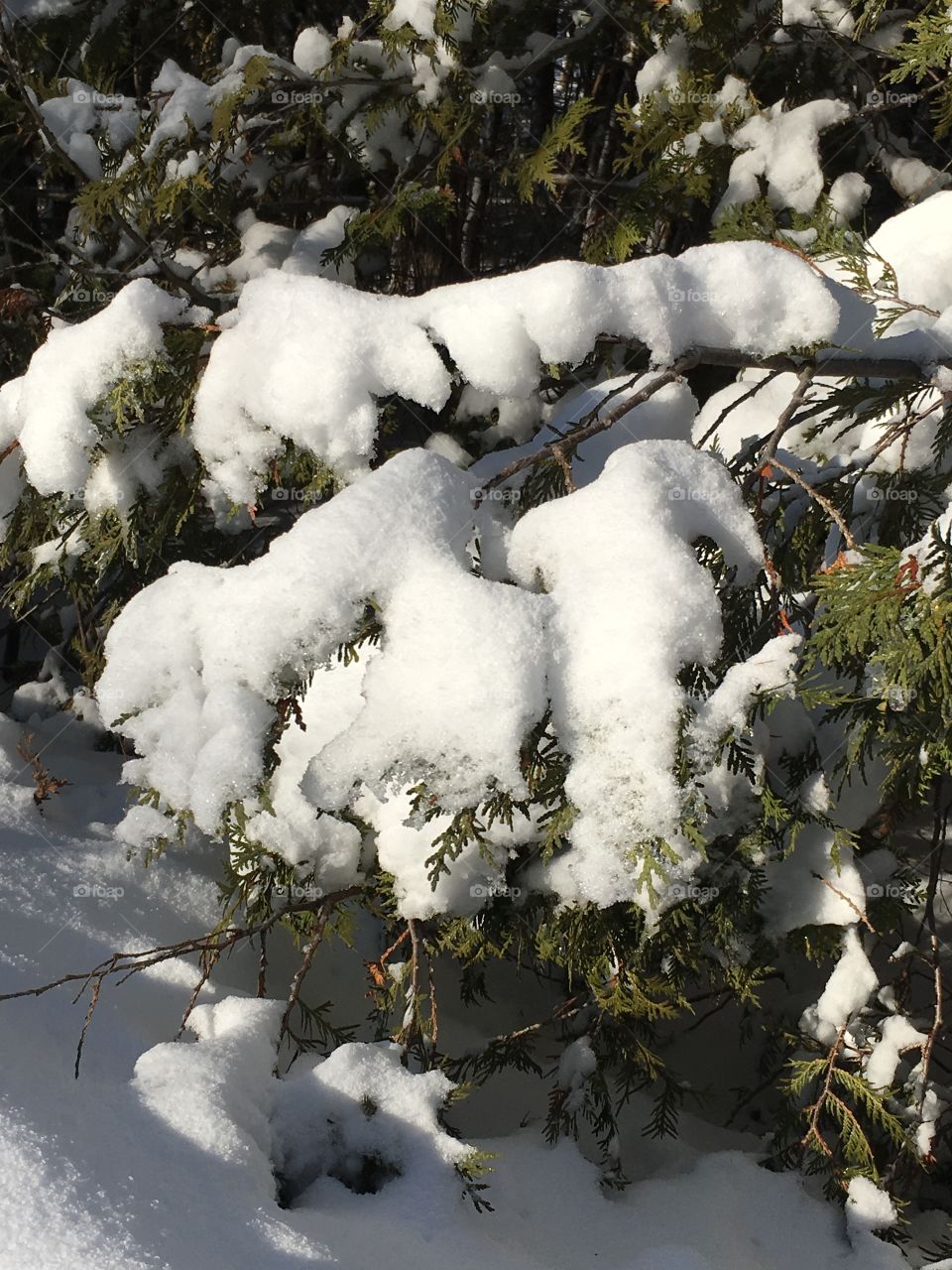 Snow steering to melt on an evergreen.