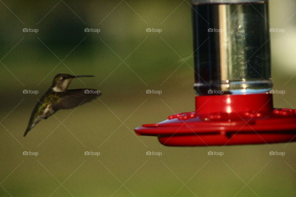 flight of the hummingbird