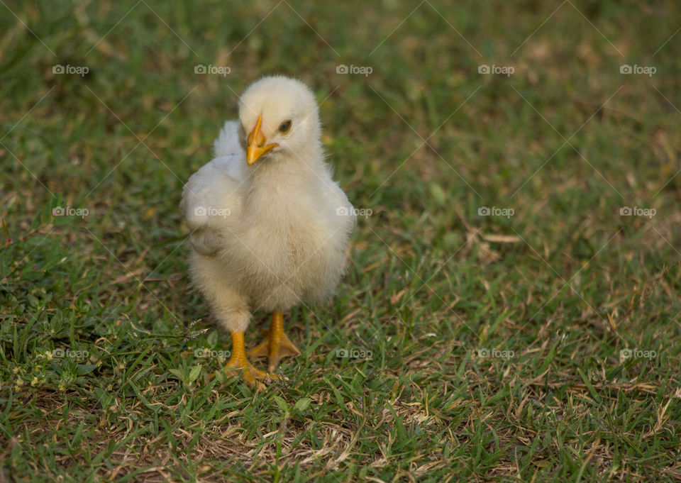 cute chick