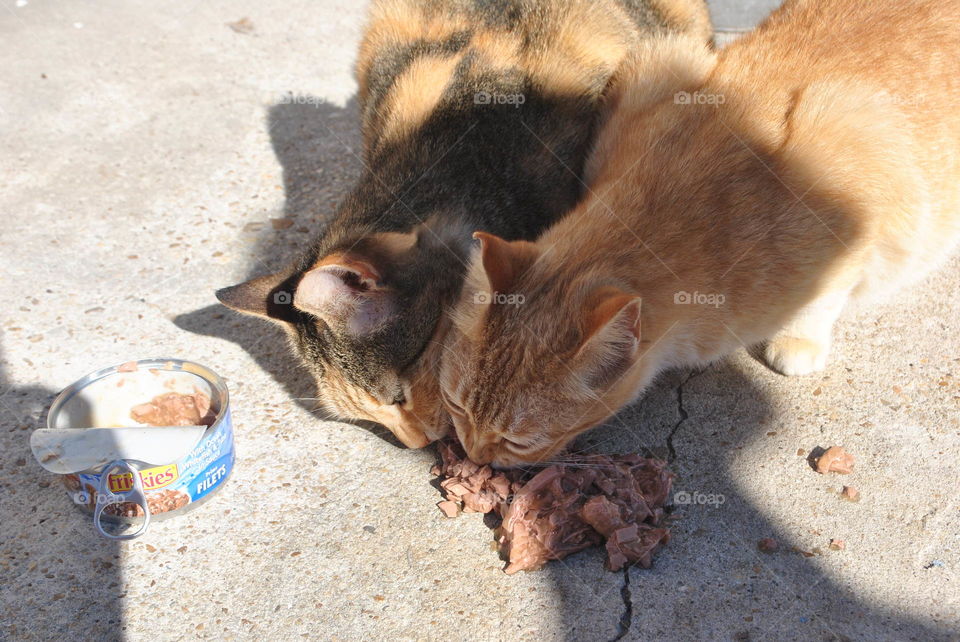 Two cats eating cat food