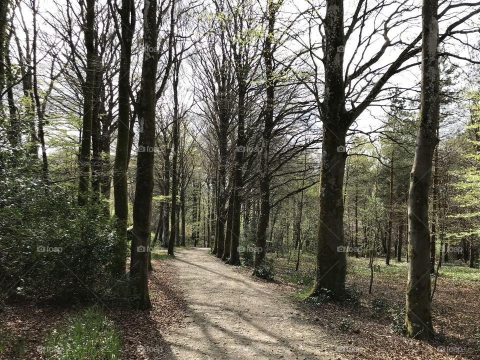 A tree lined walk just adds to the joy of a country gardens walk, as is the situation here.