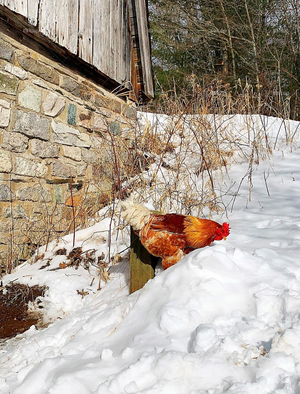 Rooster in snow