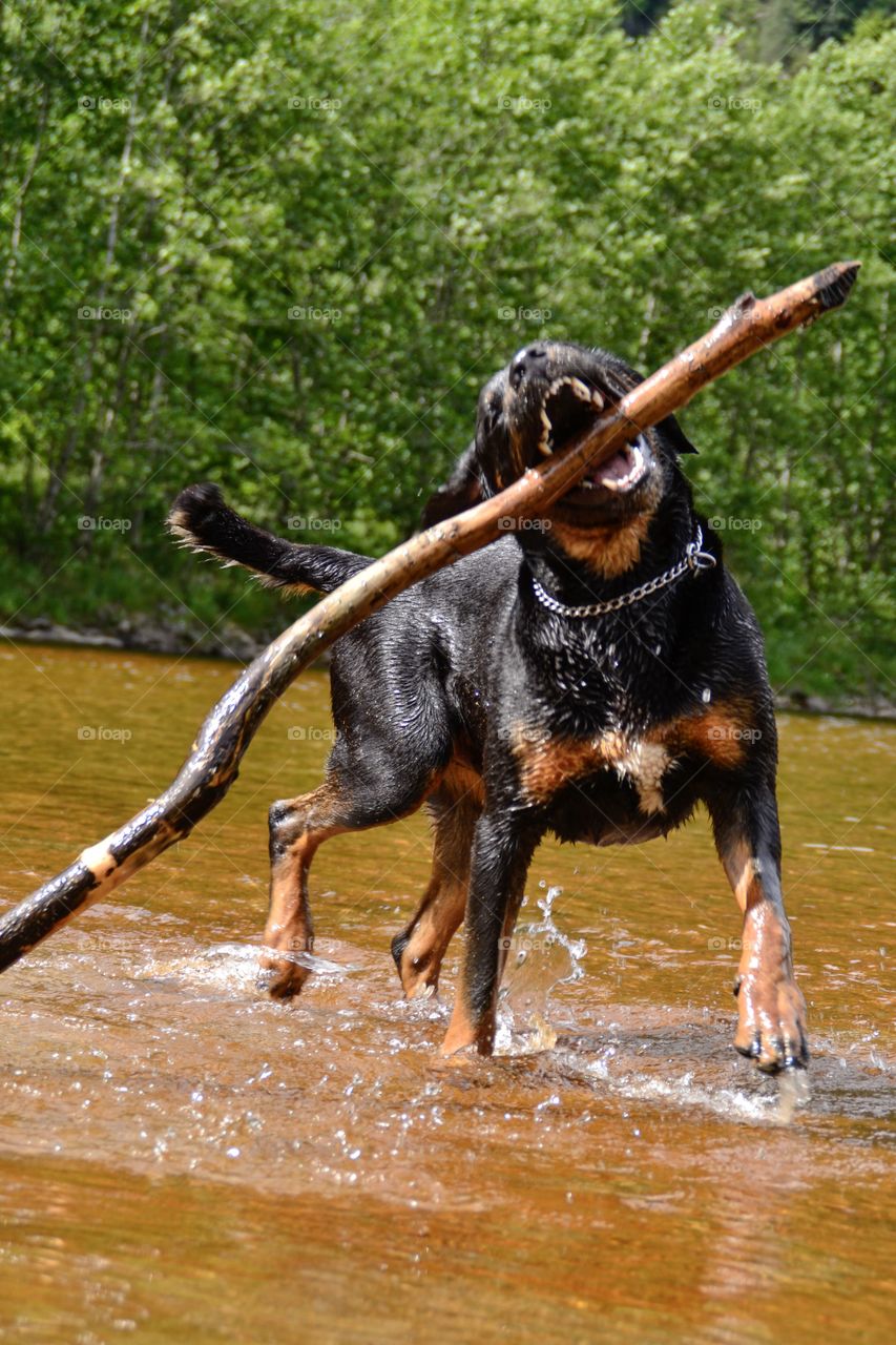 Dog with branch