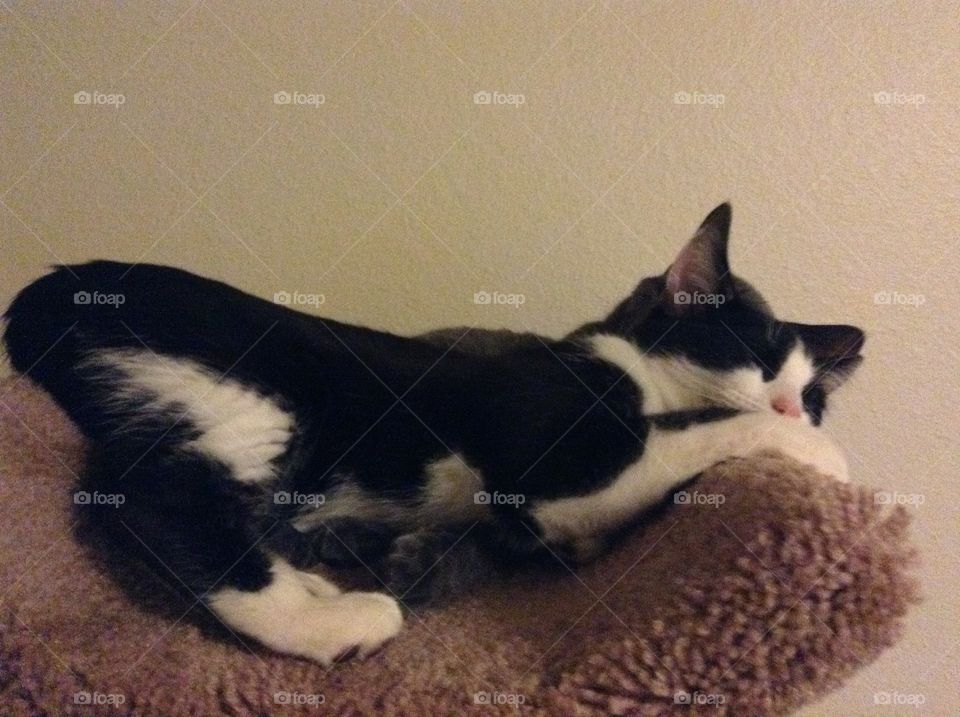 Cat with but in the air 