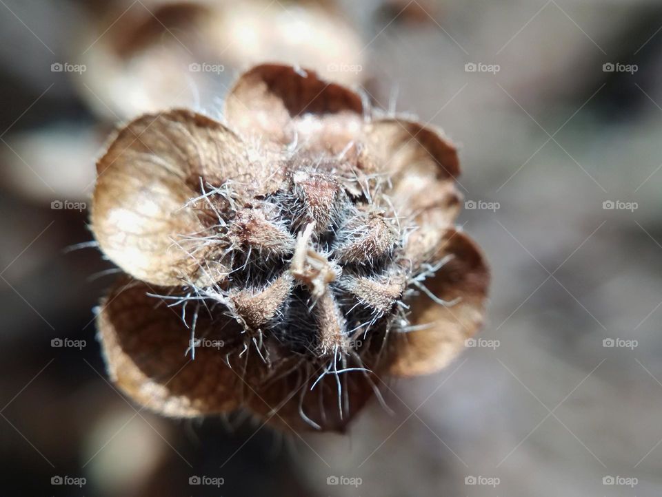 dry basil flower,  closeup