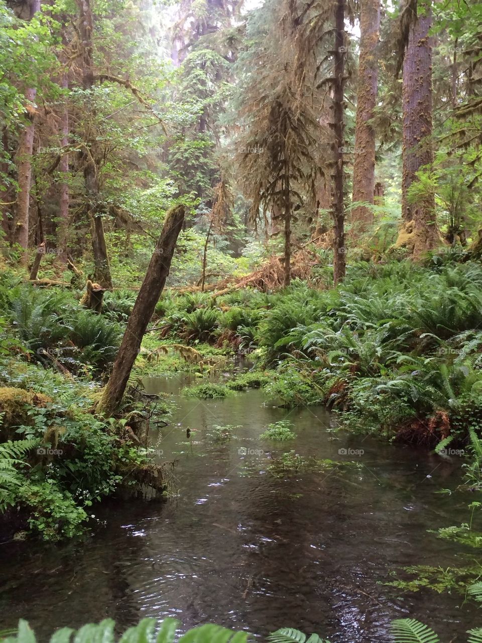 Hoh rainforest