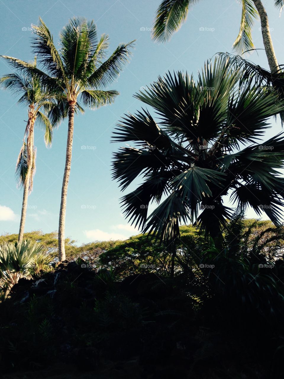Hawaiian Palm Trees . Kauai