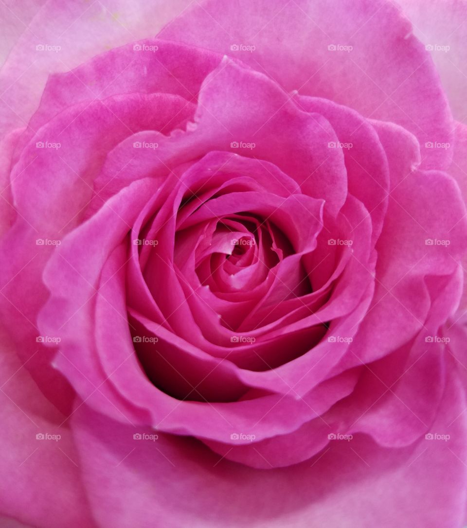 close up of blooming pink rose