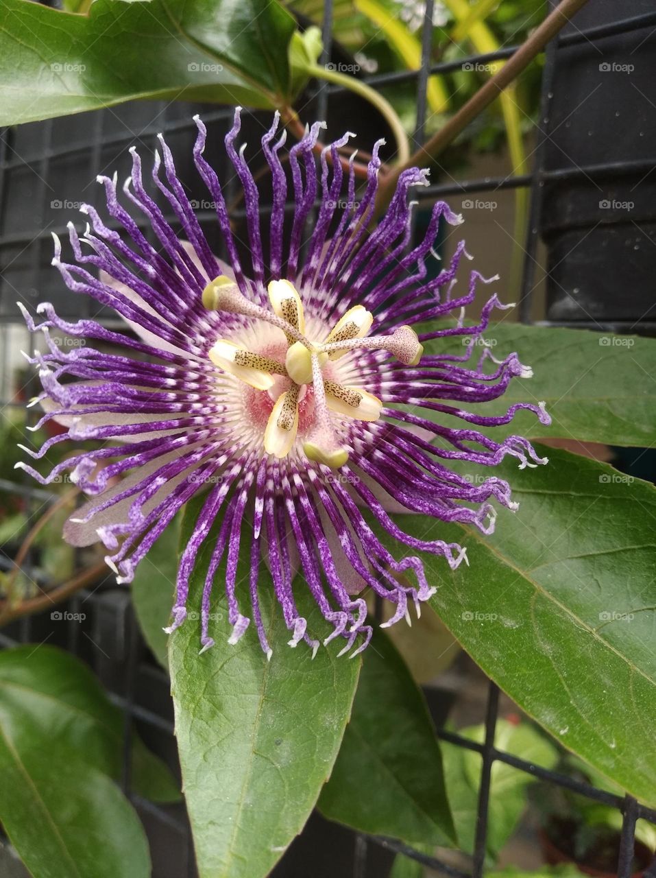 purple flower seasonal fresh shurb small size looks very beautiful generally found everywhere