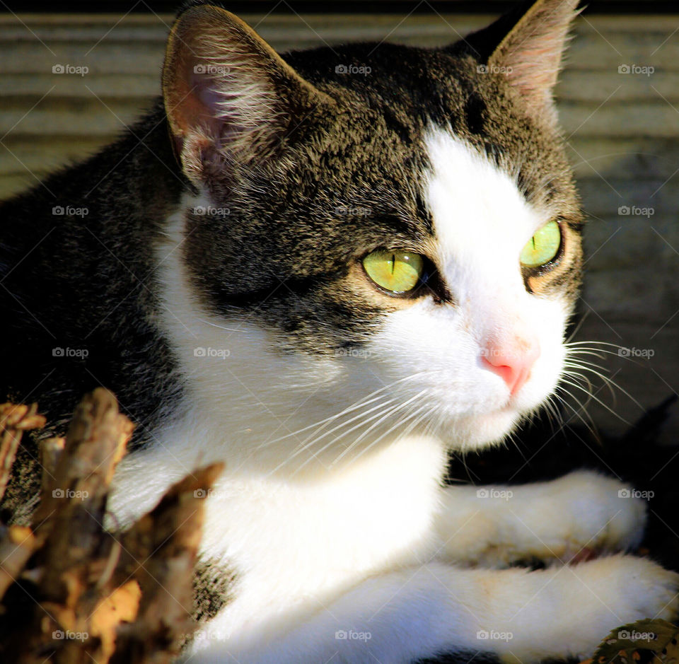 Portrait of a cat