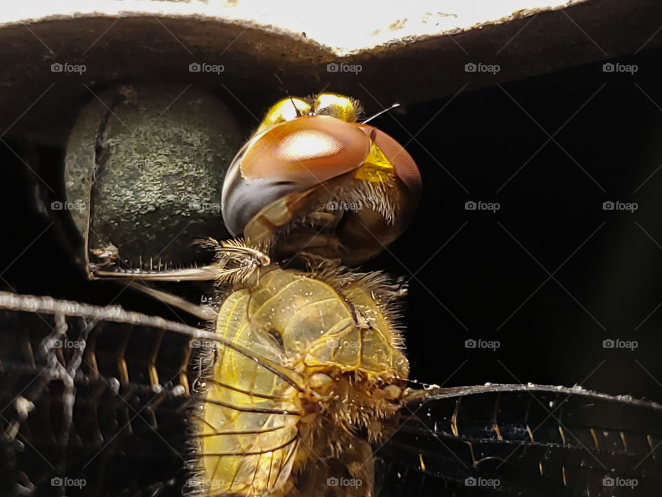 Macro of the upper back and back of head of a dragonfly holding on to an outdoor light at night.