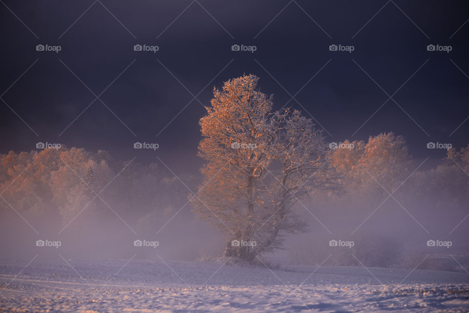 Winter morning landscape