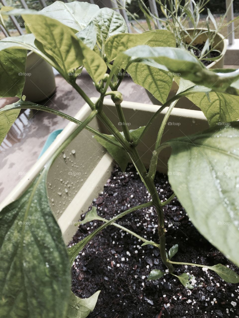 Peppers. New buds beginning on a pepper plant. 