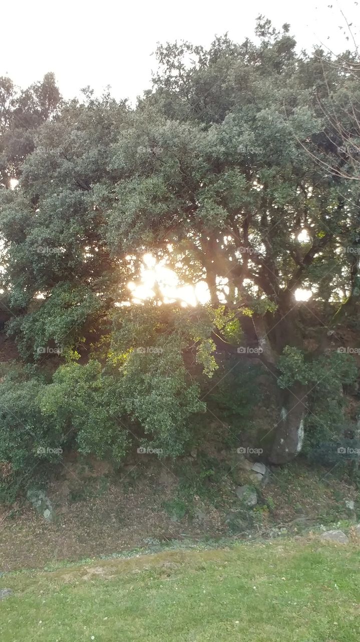 Tree, Landscape, Leaf, Nature, Flora