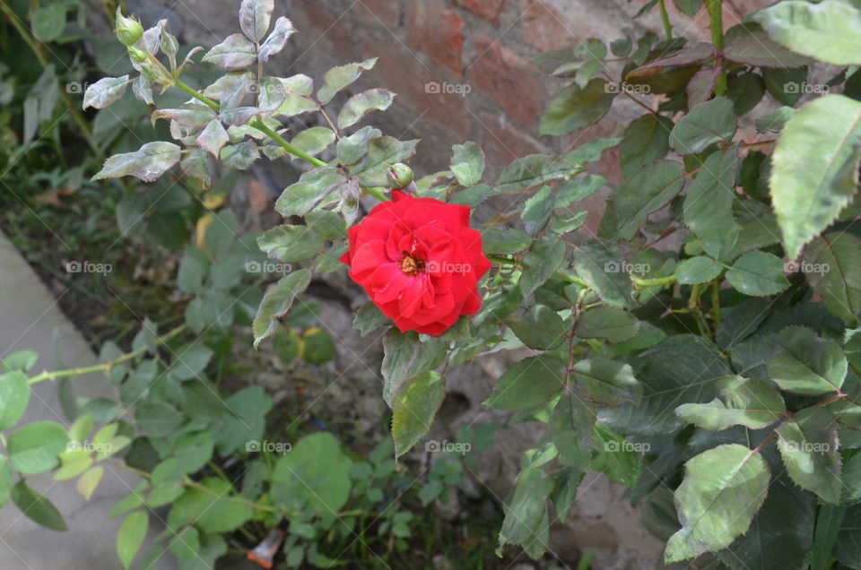 Flower, Leaf, Flora, No Person, Garden