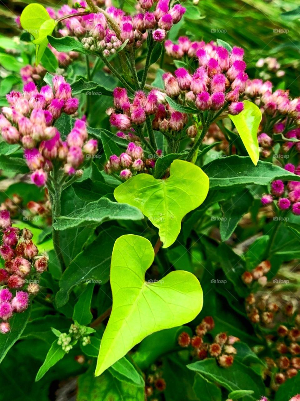 South Texas Tropical Flowers