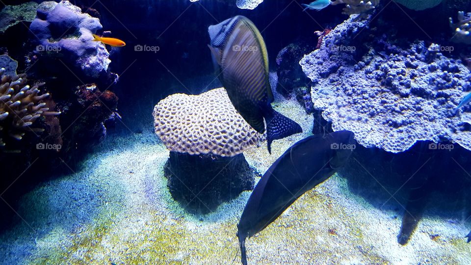 Musée Océanographique de Monaco