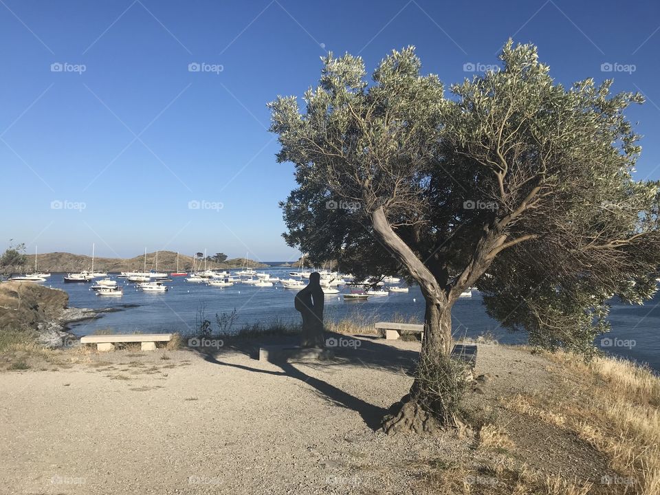 cadaques olive tree