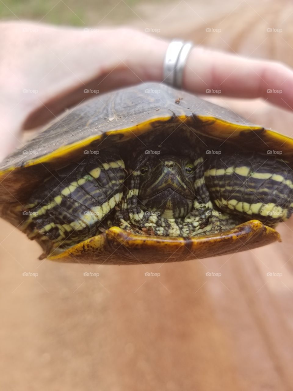 turtle