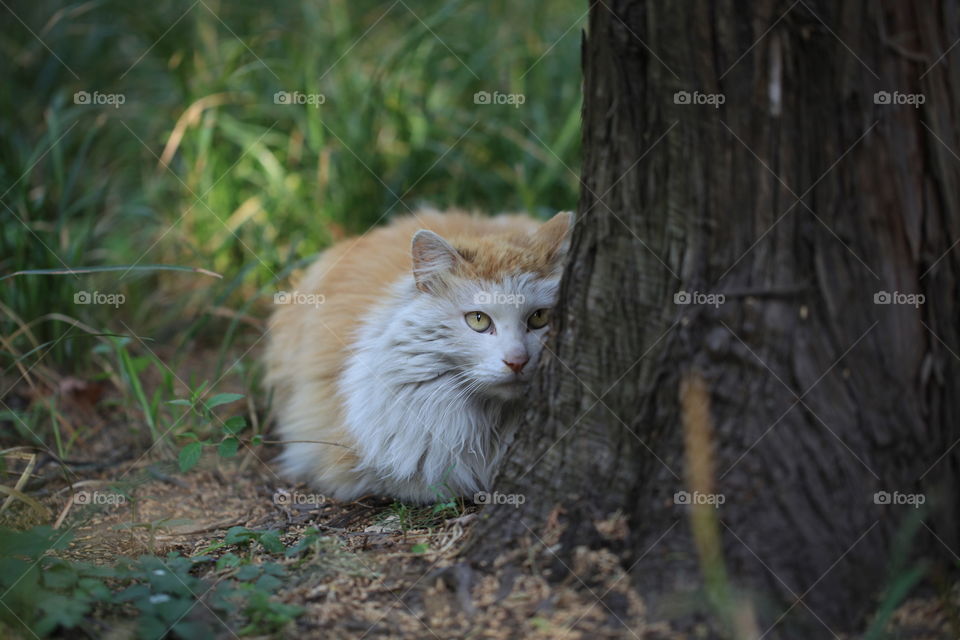 Close-up of cat sitting behind tree