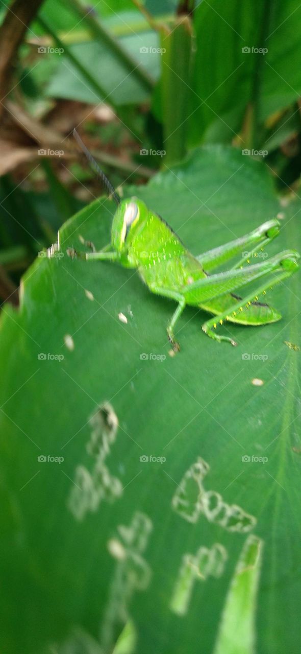 The green grasshopper perched on the leaf may be looking for food