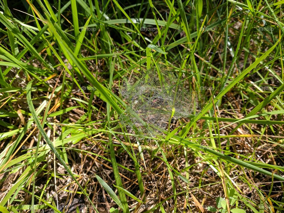 spider web dew