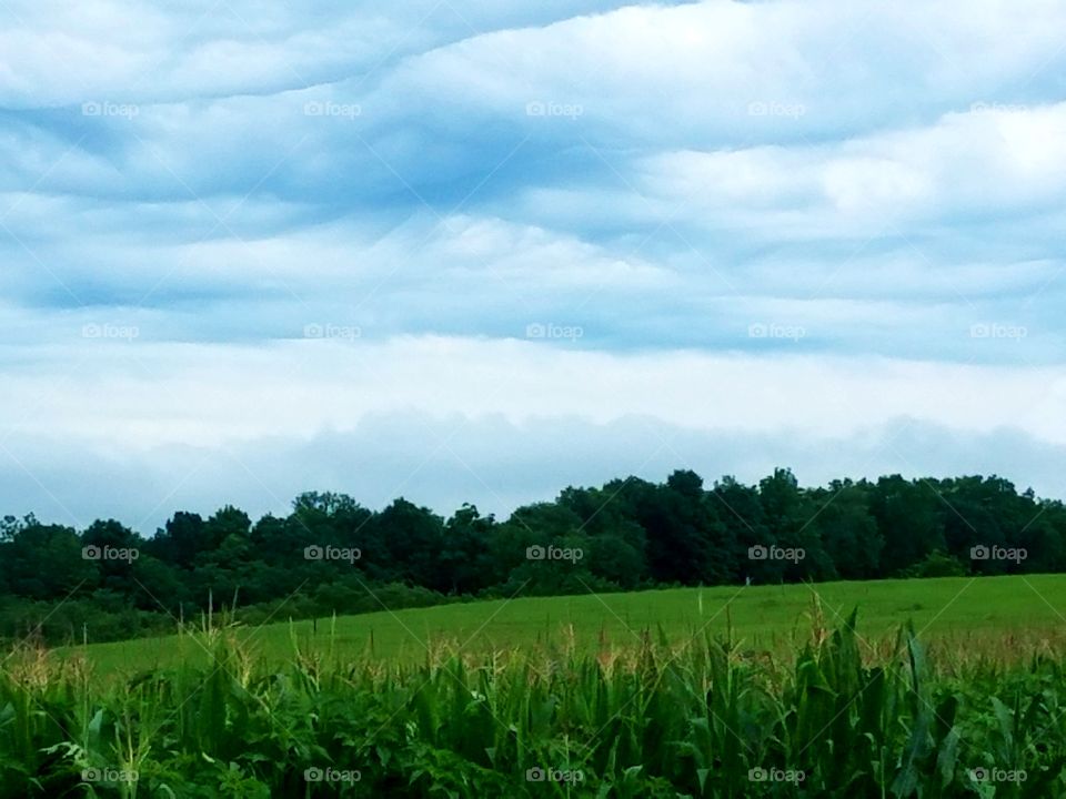 Driving the Back Roads and enjoying everything around us.  The crops in the fields are growing.