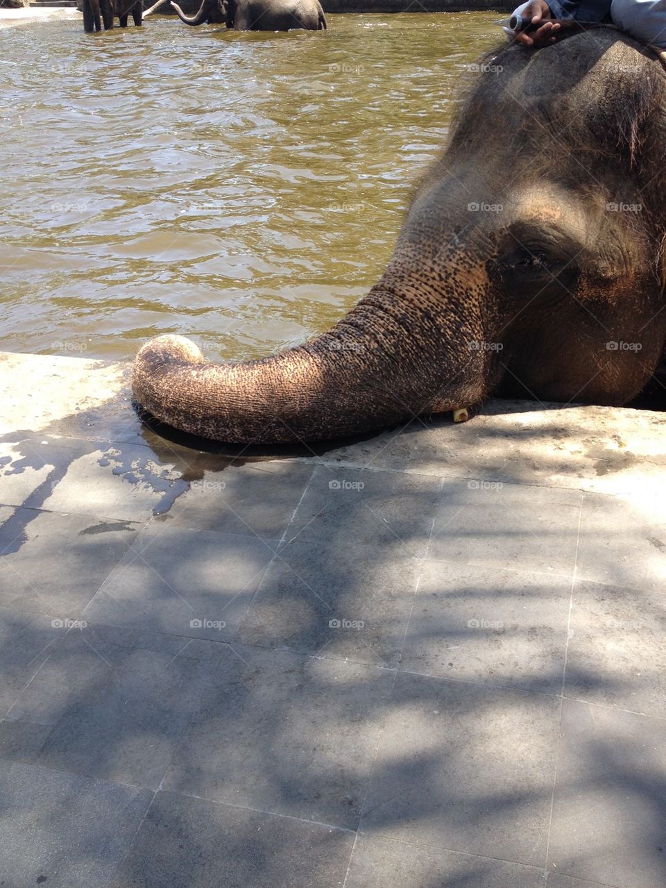 Elephant chilling 