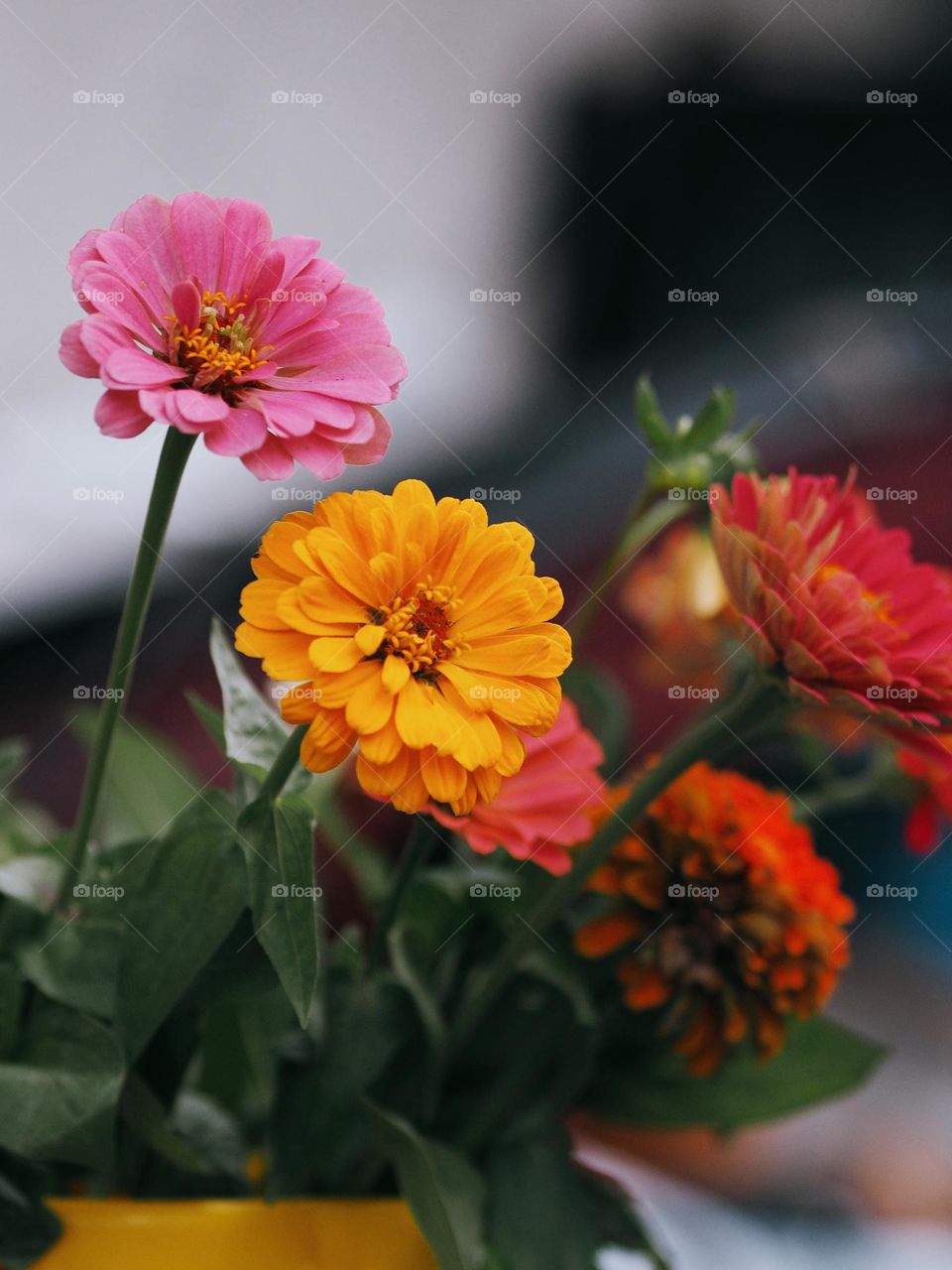 Bouquet of beautiful colorful flowers in a yellow vase, no people.