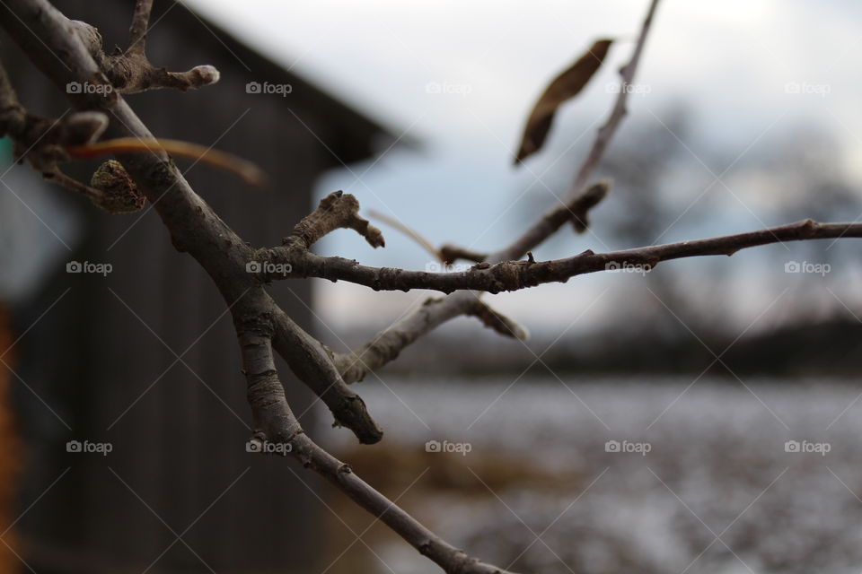 Macro of branches and Barn in winter