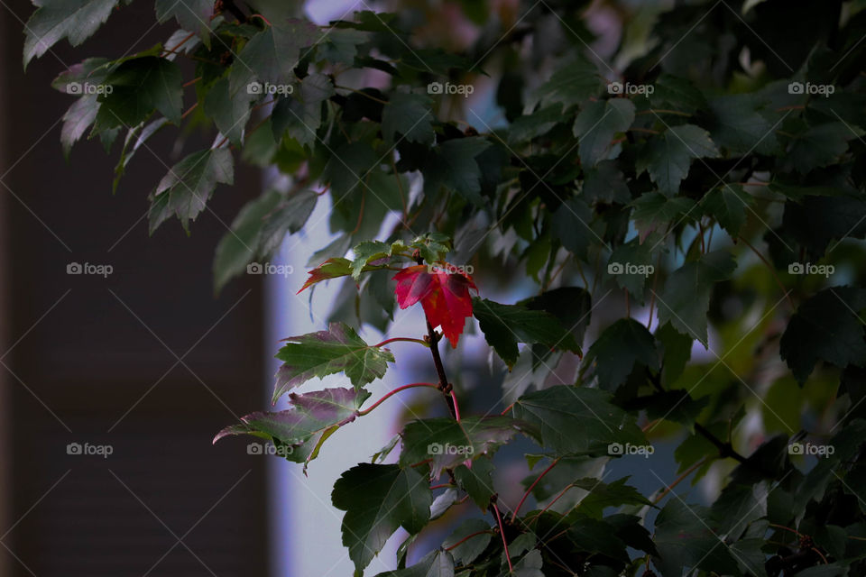 two red leaves with green leaves