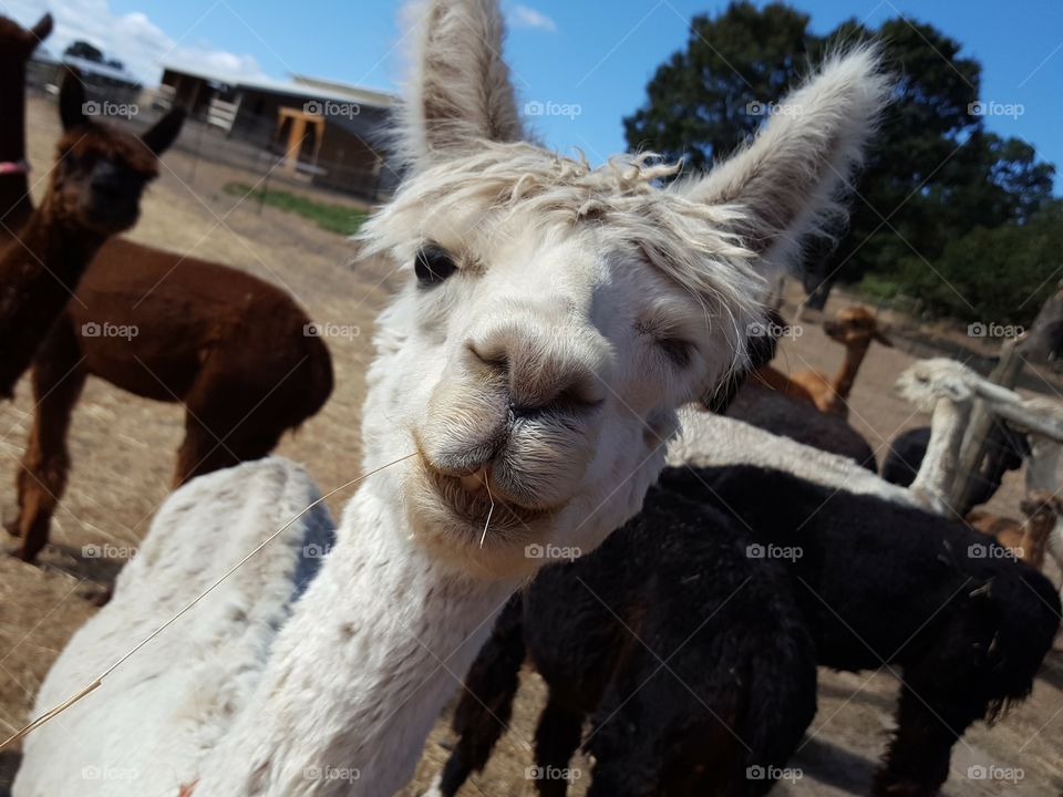 llama