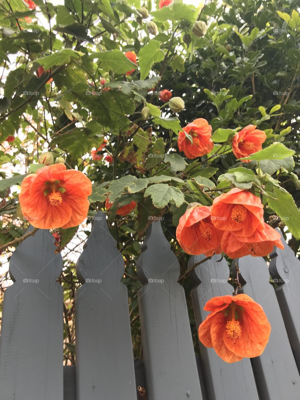 Orange flowers and picket fence
