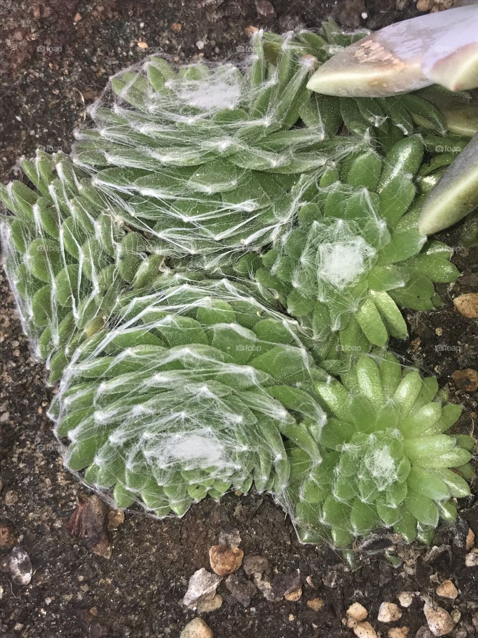 Succulent 