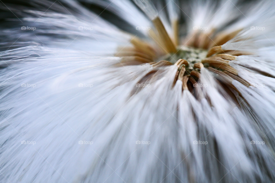 flowers garden meadow flower by sethson