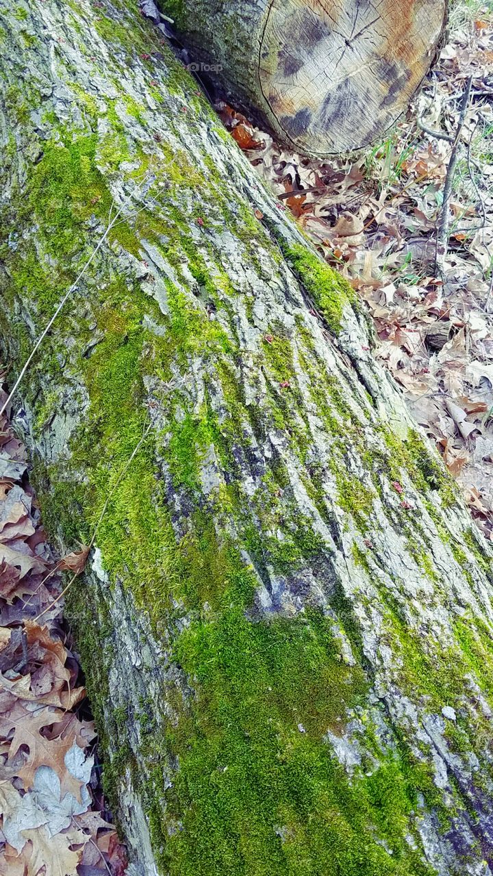 moss growing on an old fallen log