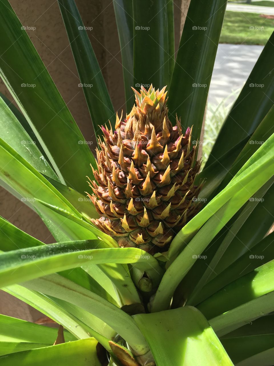 Pineapple in bloom