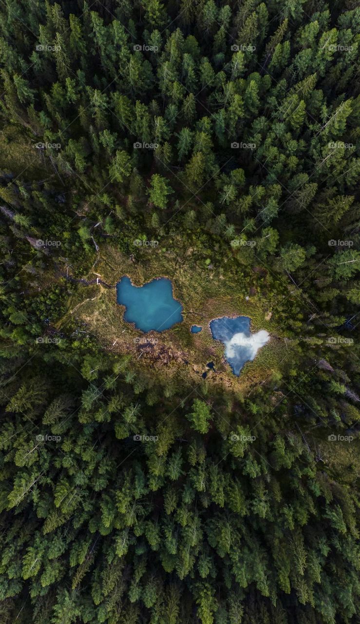 Eyes of the planet Earth. Forest with 2 blue lakes from above 