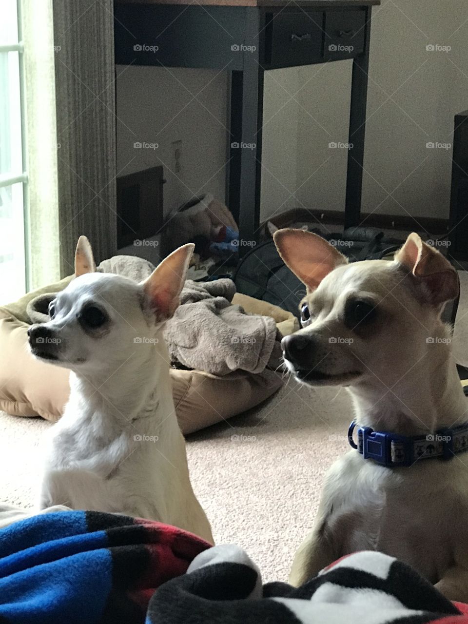 Chihuahua beggars