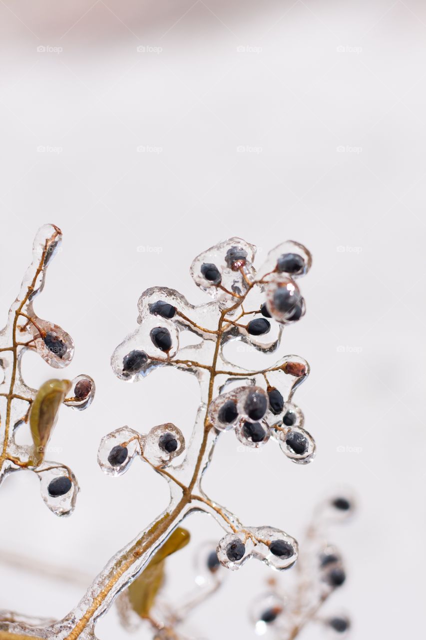 Ice on berries