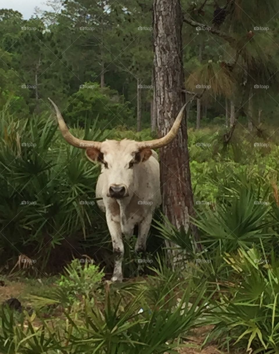Long horn steer in palmetto thicket