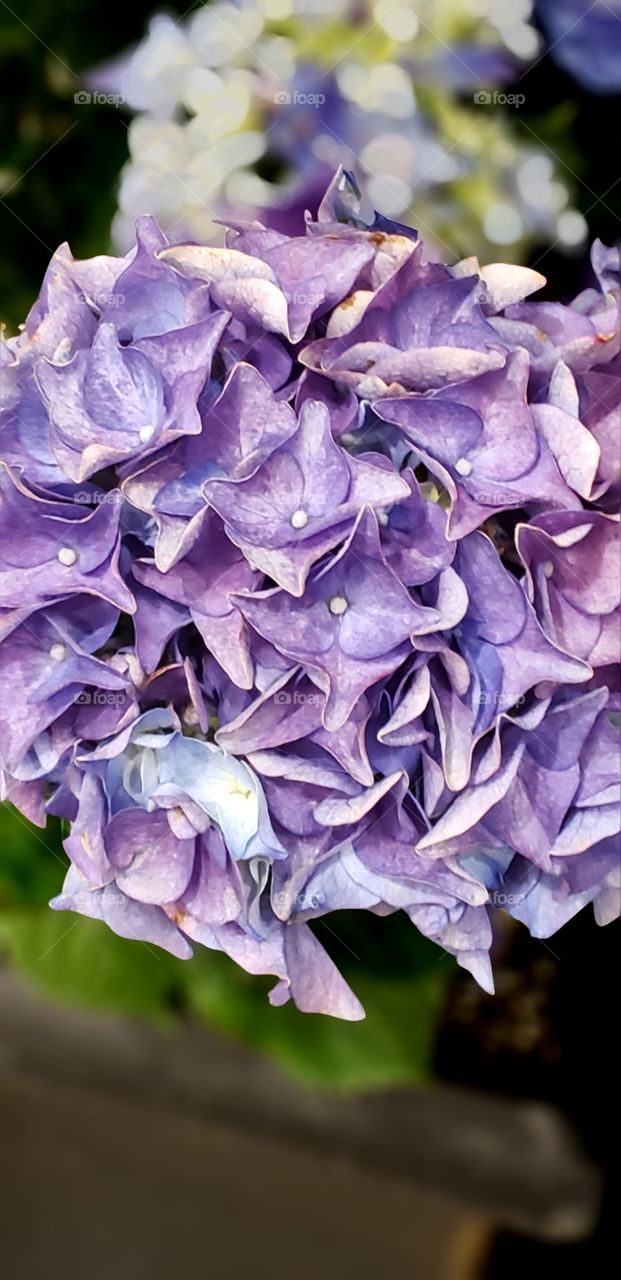 Hydrangeas