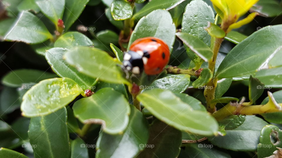 ladybug