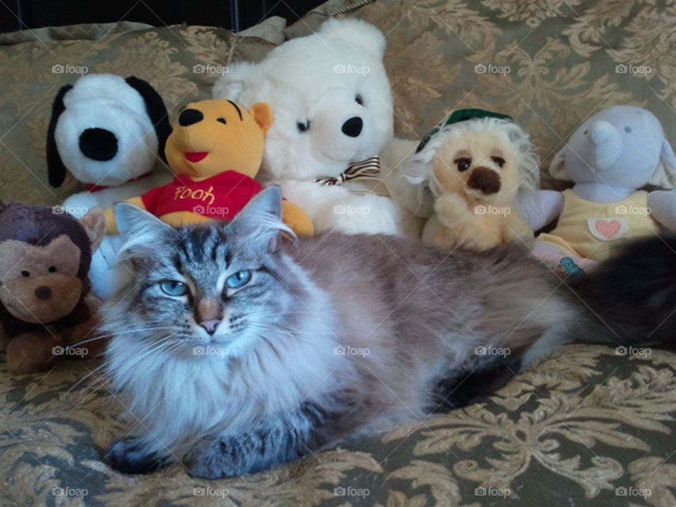 Kitty with Plushies
